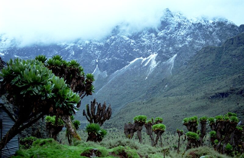 Image of 1172 ruwenzori 1 800x520