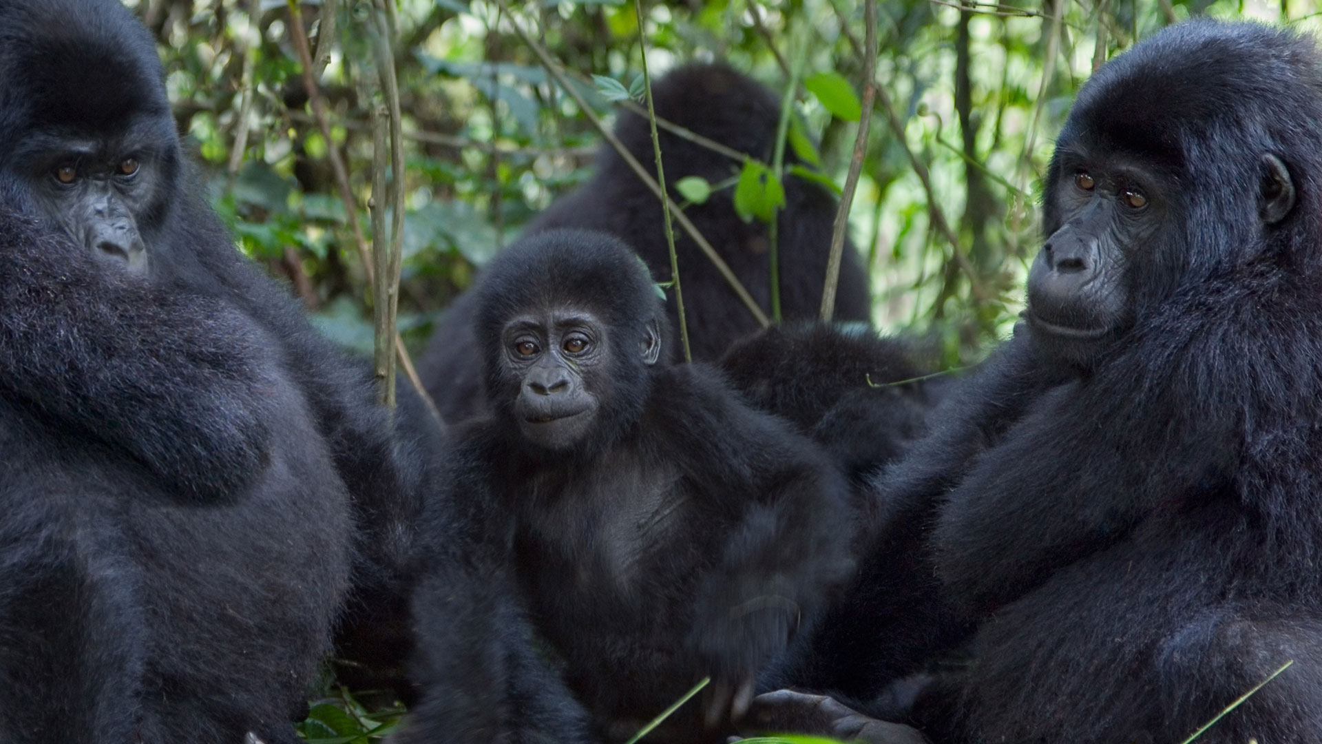 Image of gorillas uganda