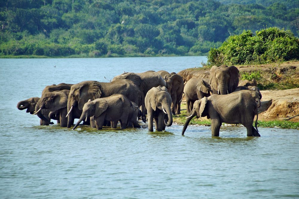 Image of Queen Elizabeth National Park elephants 1