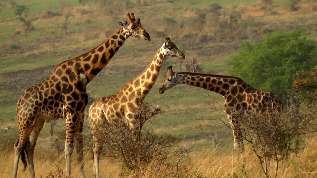 Image of Murchison Falls Giraffe 1024x576