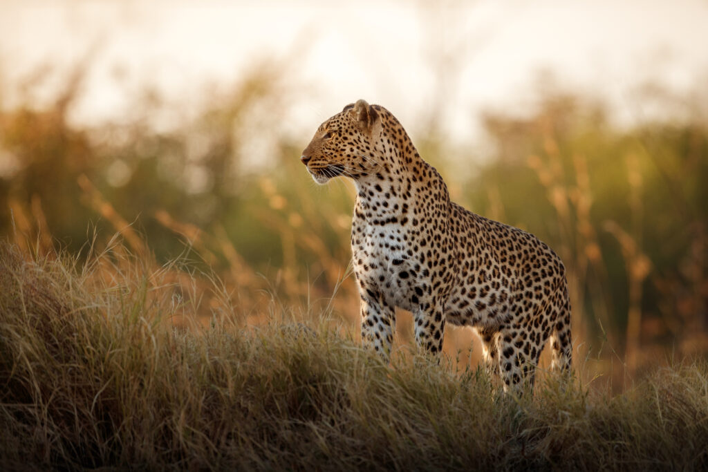 Image of african leopard female pose beautiful evening light 1024x683