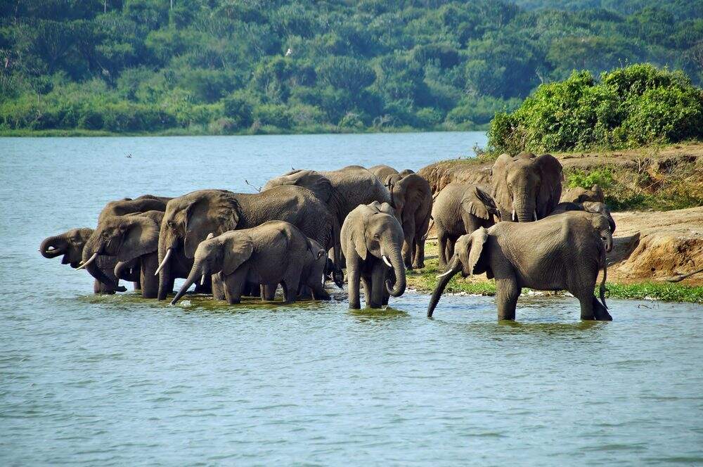 Image of Queen Elizabeth National Park elephants 1